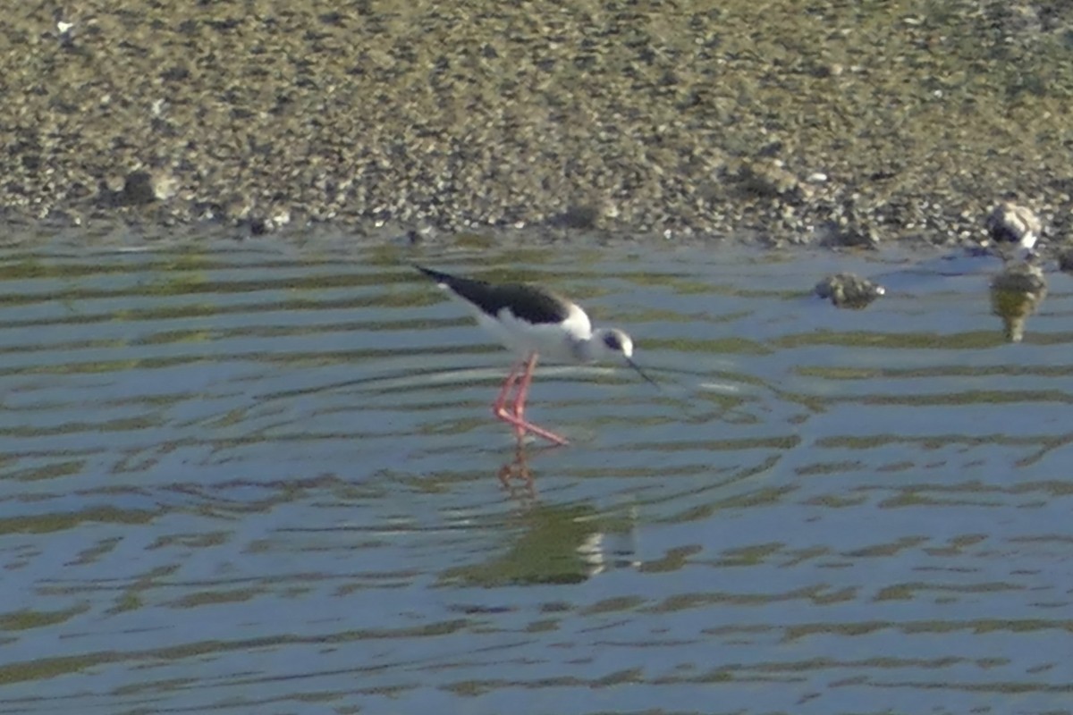 Black-winged Stilt - ML83394671