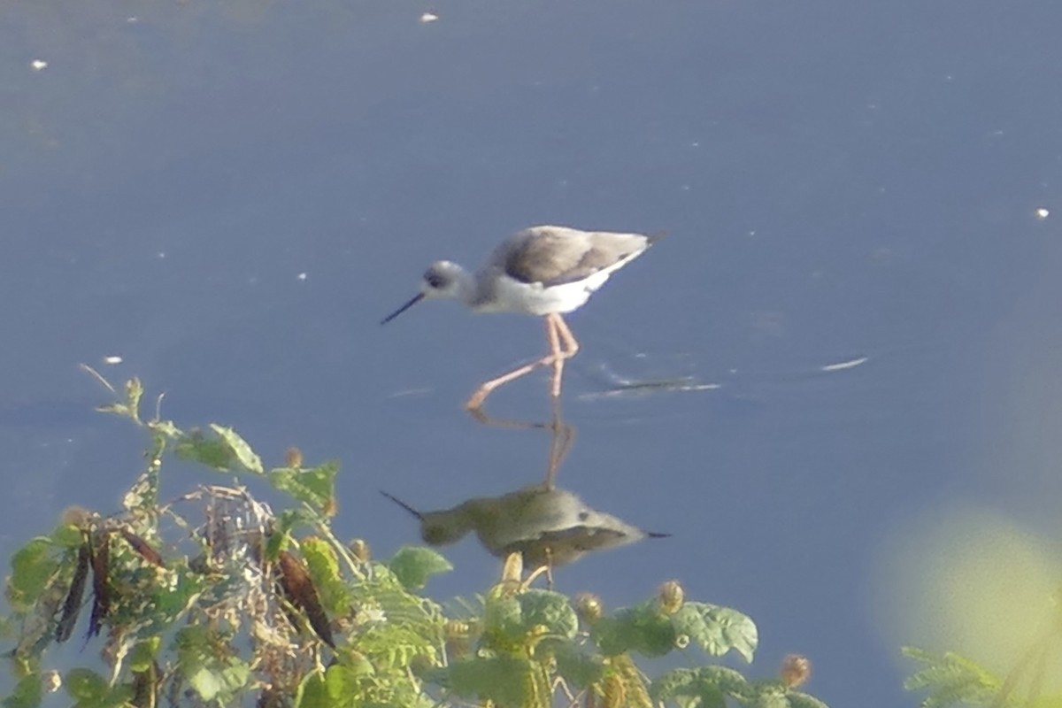 Black-winged Stilt - ML83394681