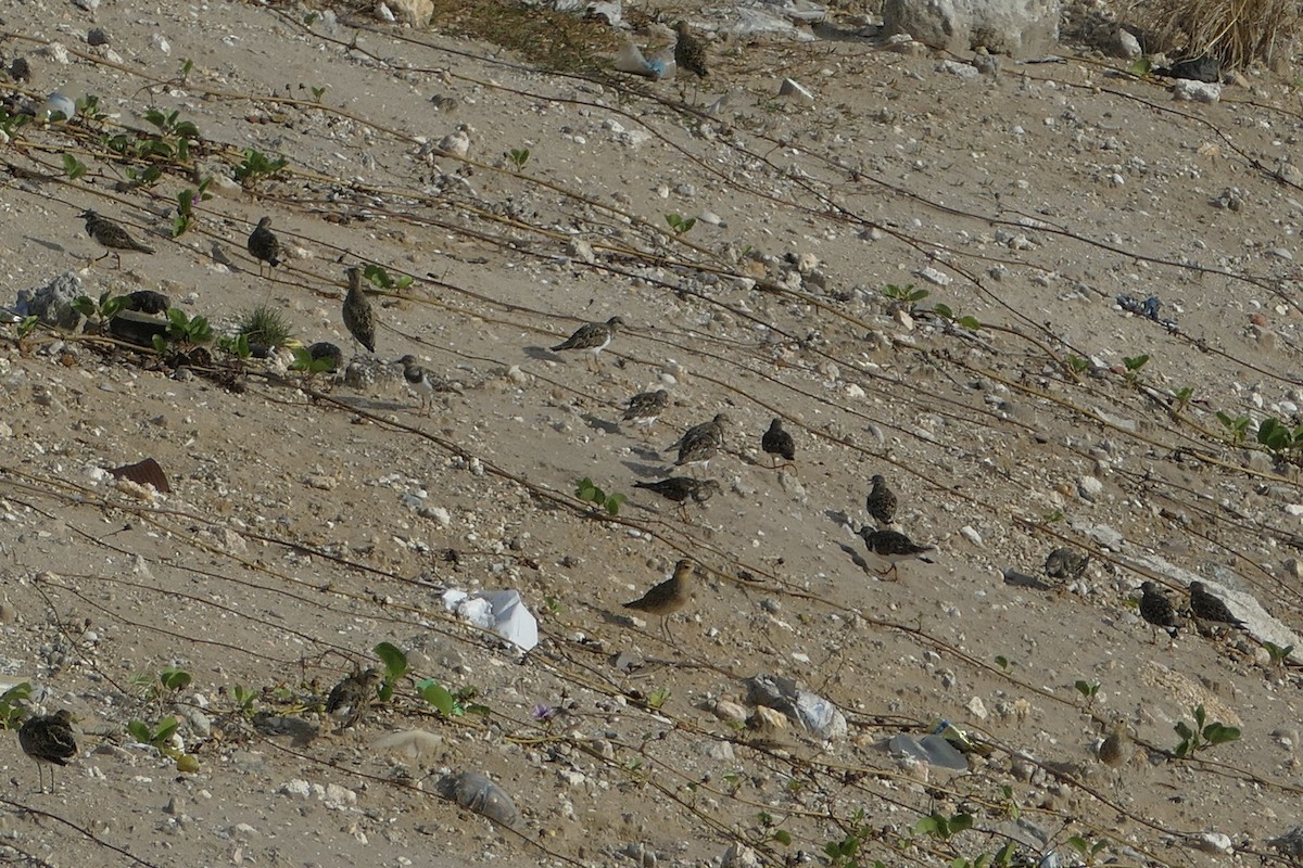 Ruddy Turnstone - Peter Kaestner