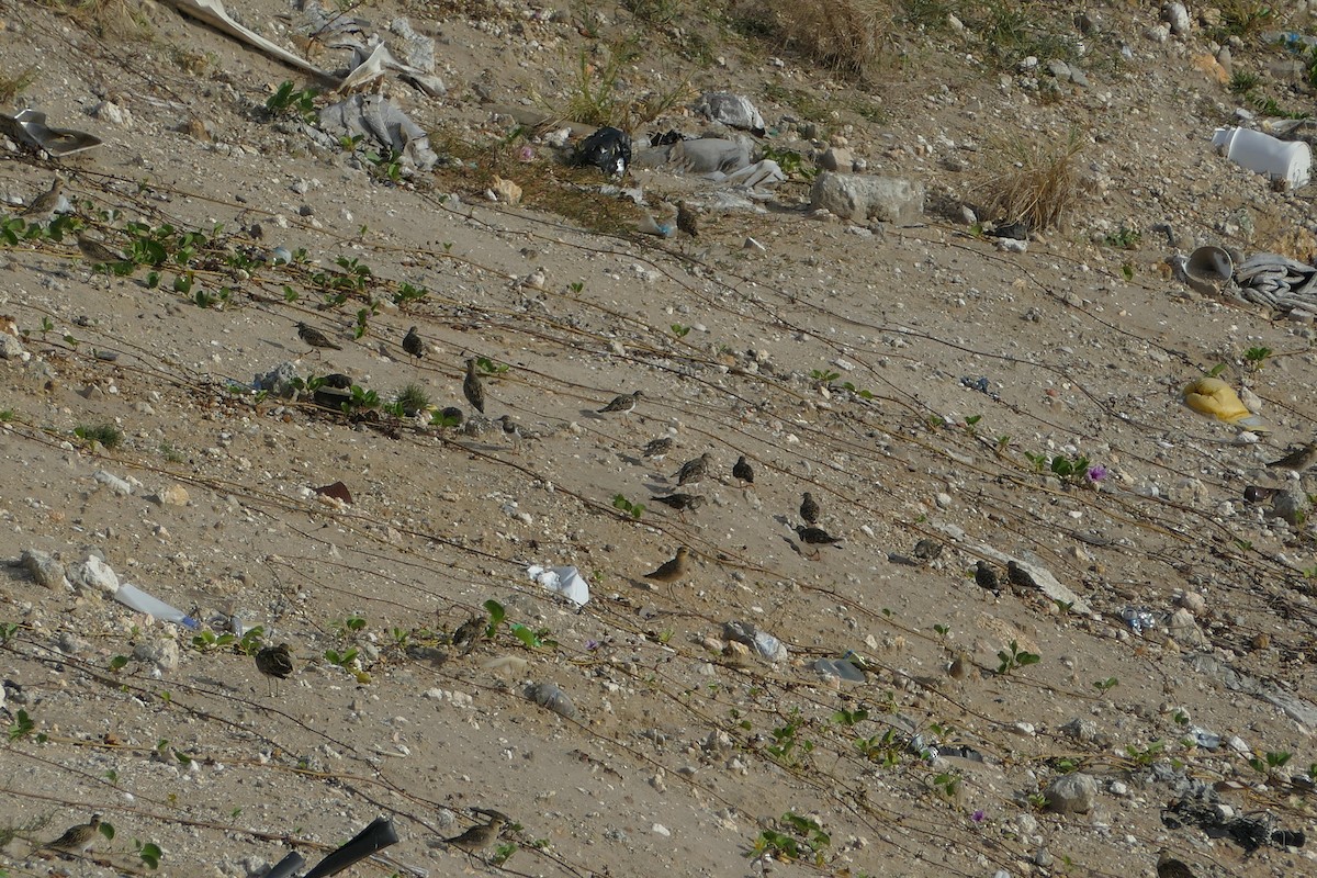 Pacific Golden-Plover - ML83394821