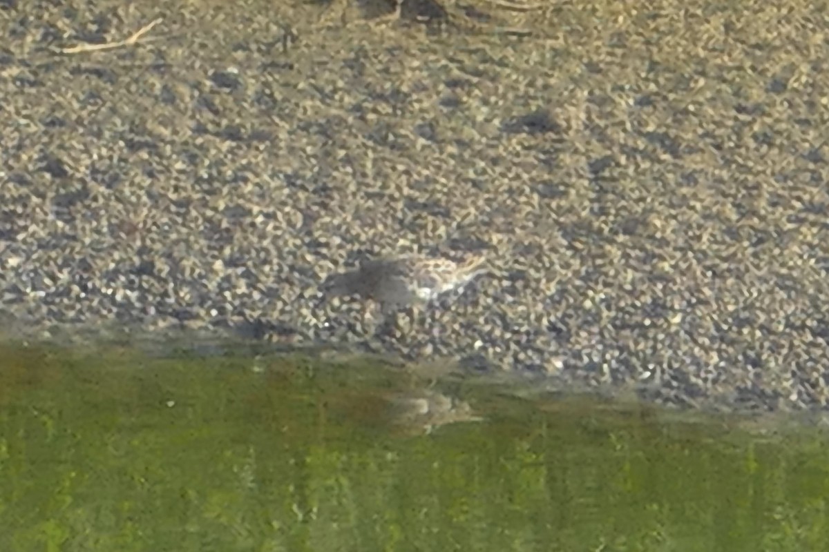 Pectoral Sandpiper - ML83394861