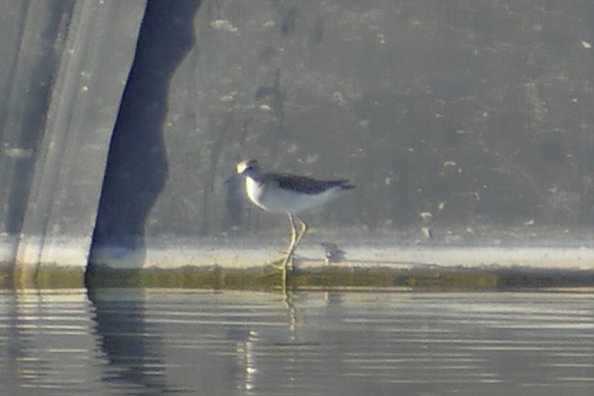 Wood Sandpiper - ML83395021