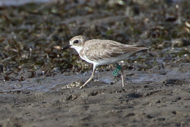 Greater Sand-Plover - ML83395071