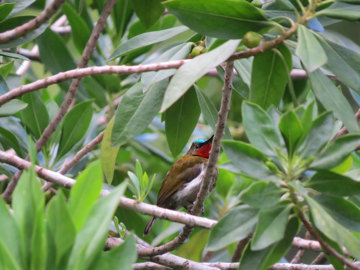 White-flanked Sunbird - Jack Noordhuizen