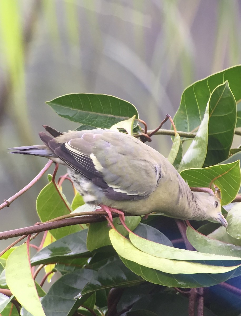 Pink-necked Green-Pigeon - ML83396381