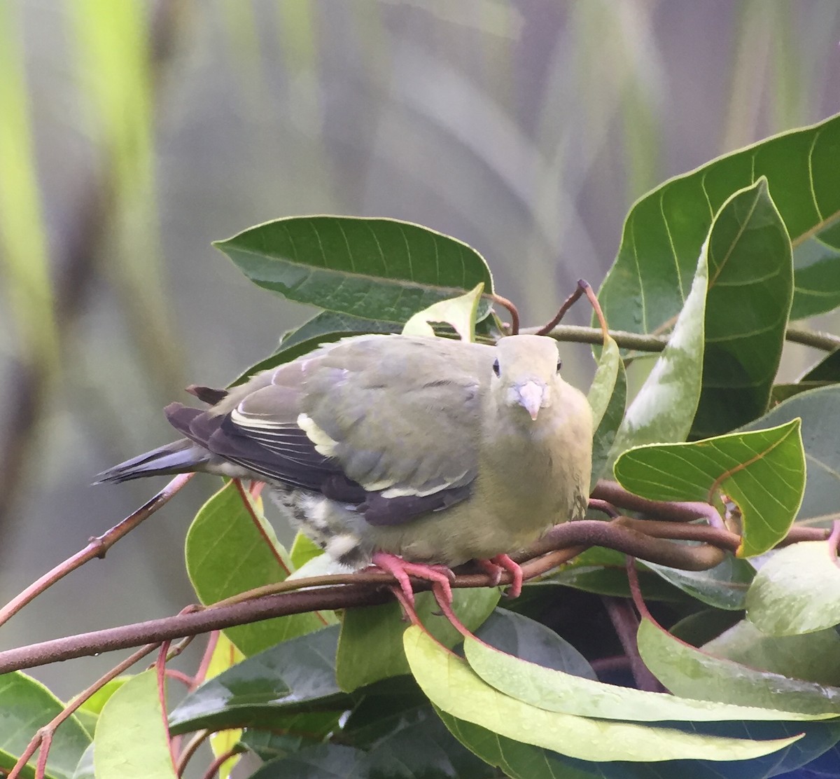 Pink-necked Green-Pigeon - ML83396391