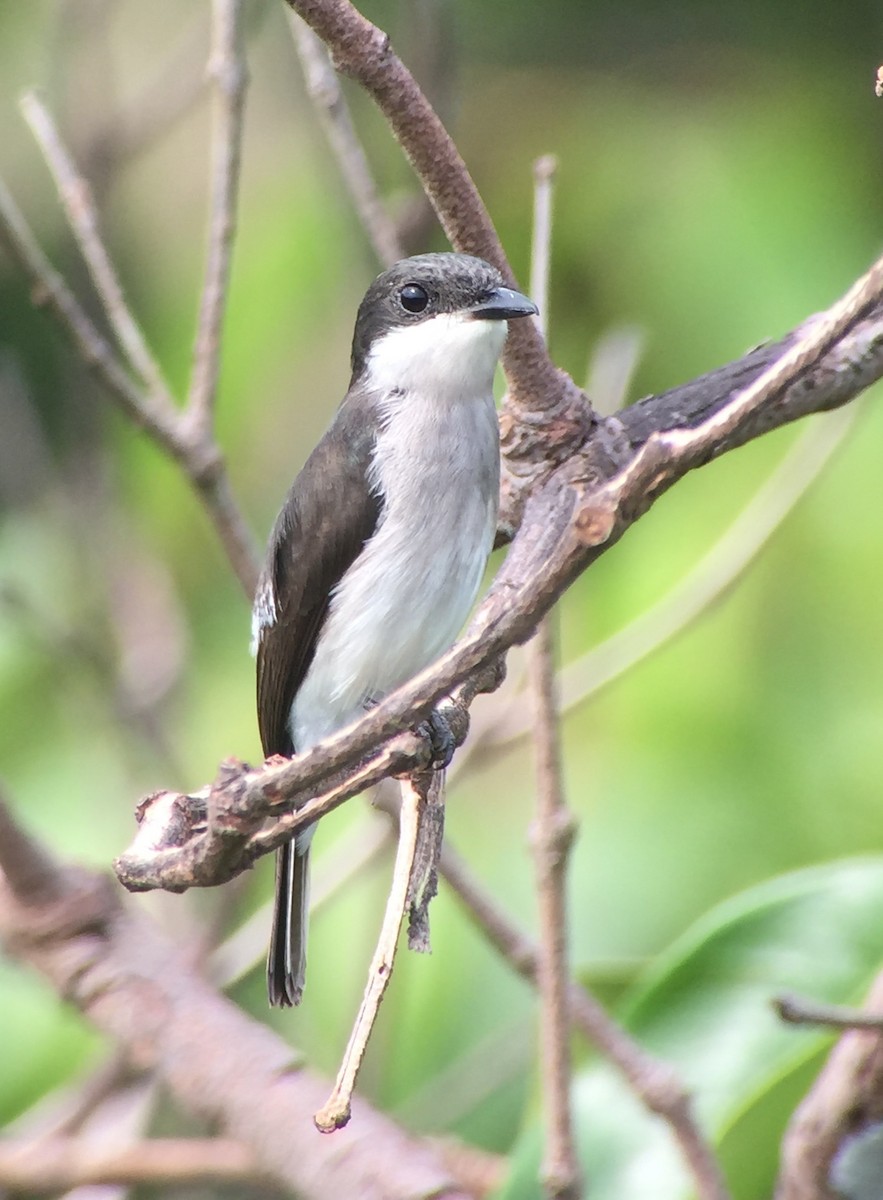 Black-winged Flycatcher-shrike - ML83396521