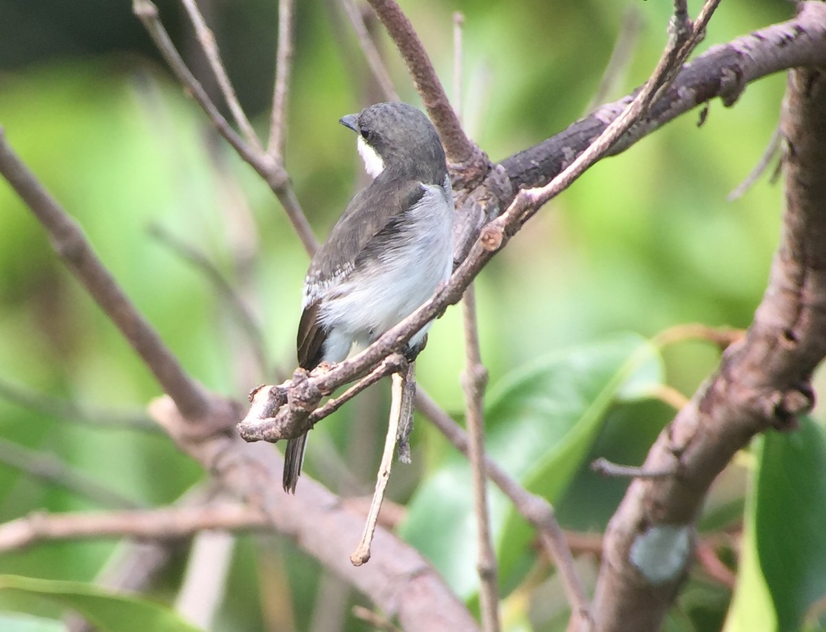 Black-winged Flycatcher-shrike - ML83396551