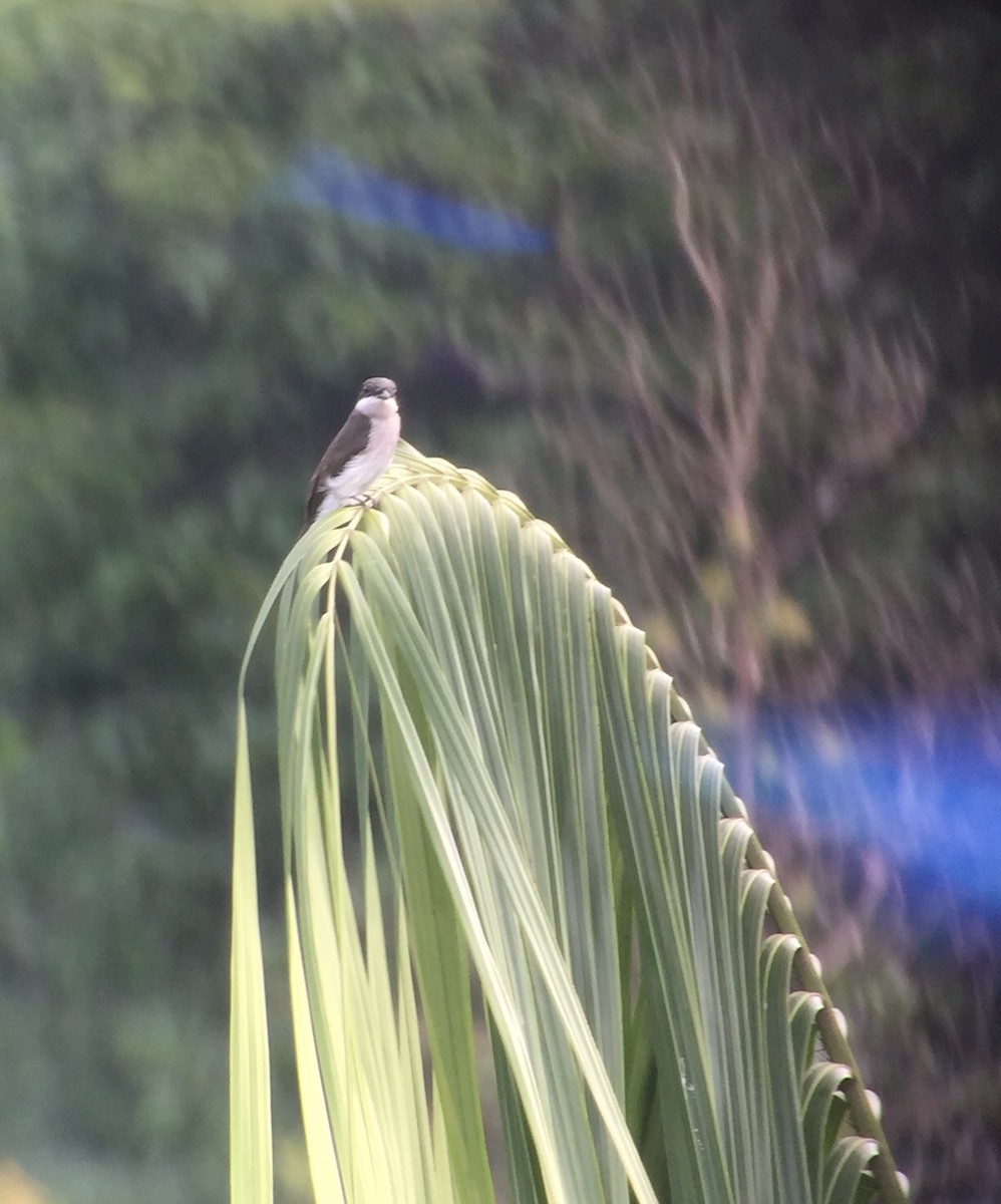 Black-winged Flycatcher-shrike - ML83396591