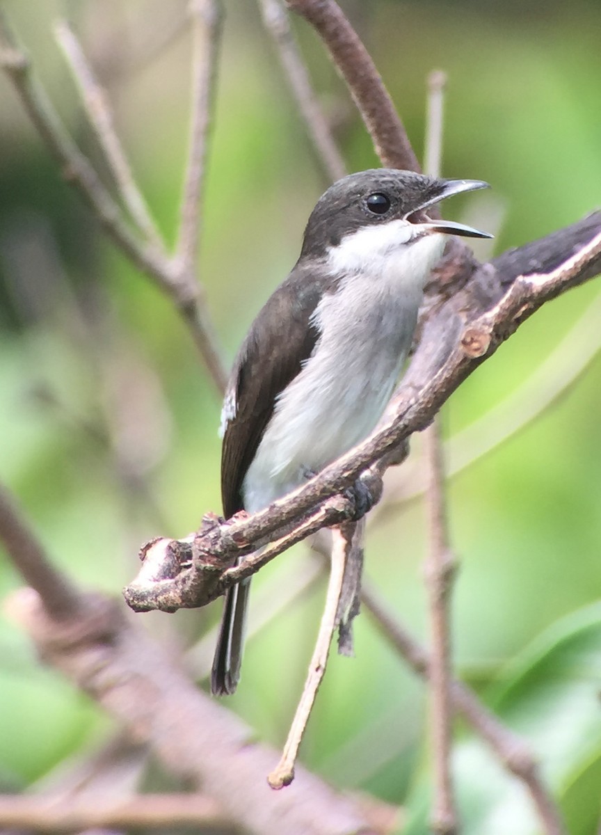 Black-winged Flycatcher-shrike - ML83396661