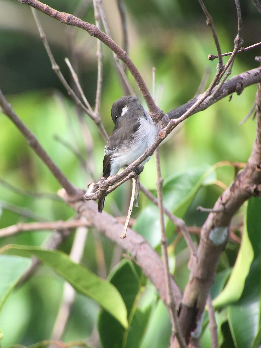 Black-winged Flycatcher-shrike - ML83396731