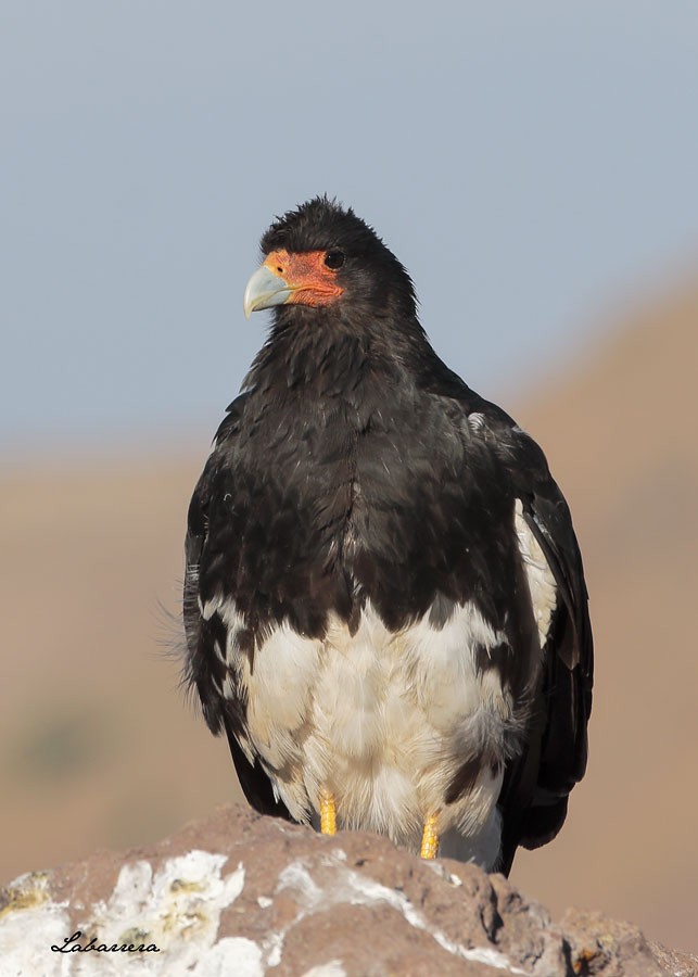 Mountain Caracara - ML83397161