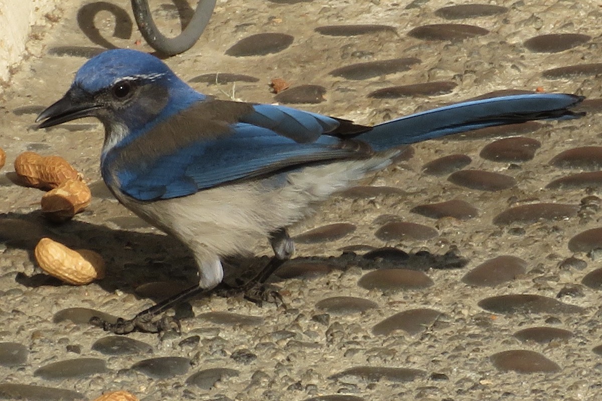 California Scrub-Jay - ML83397311