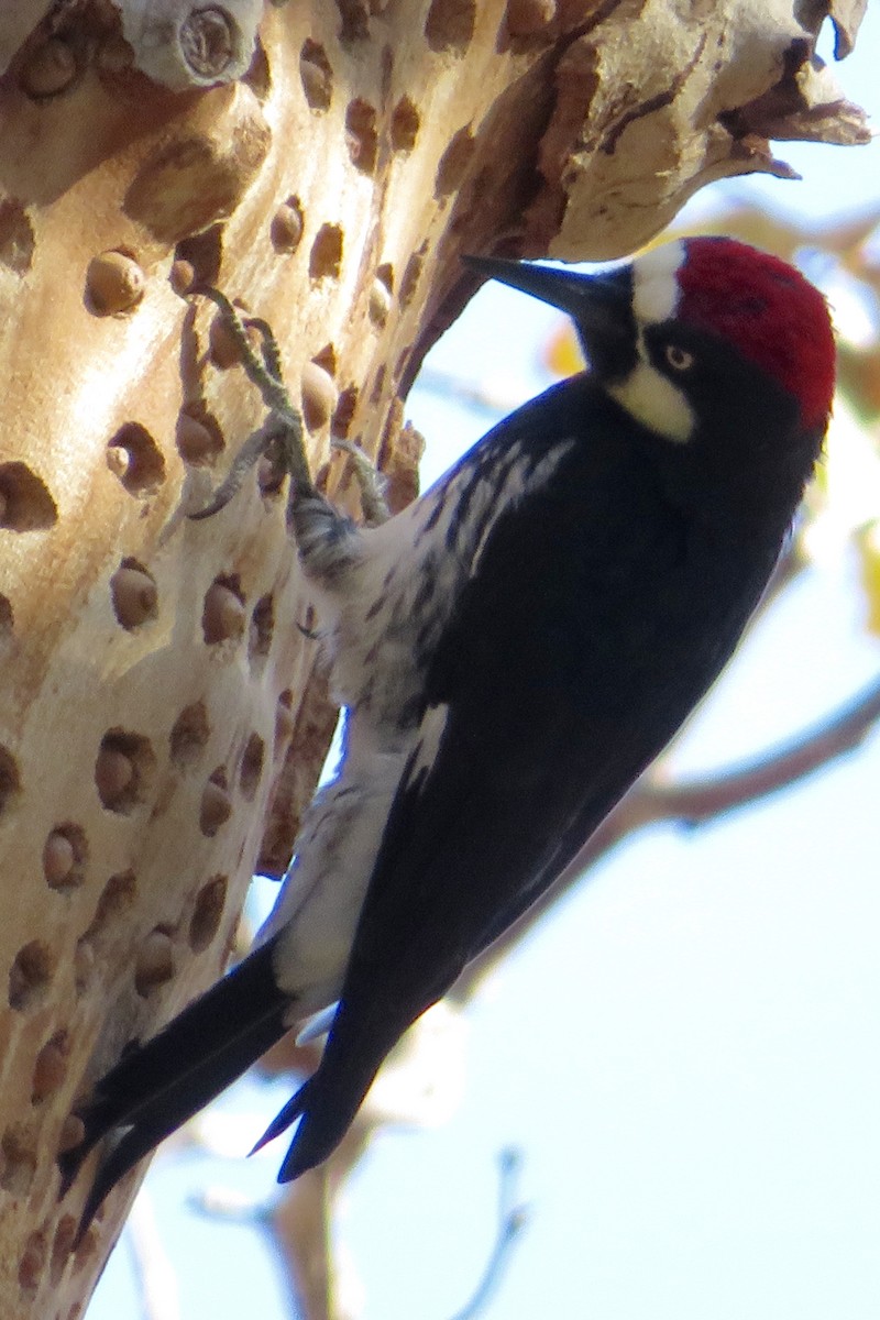 Acorn Woodpecker - ML83397511