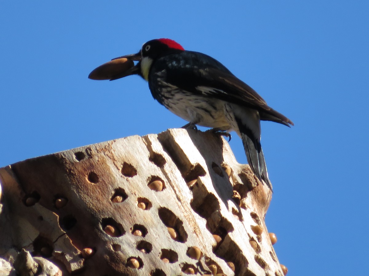 Acorn Woodpecker - ML83397551