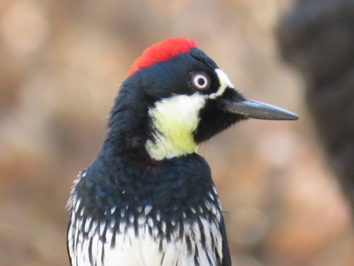 Acorn Woodpecker - ML83397561