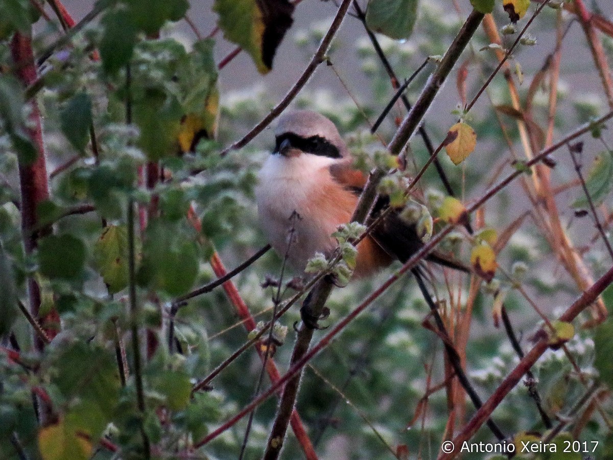 Long-tailed Shrike - ML83397911