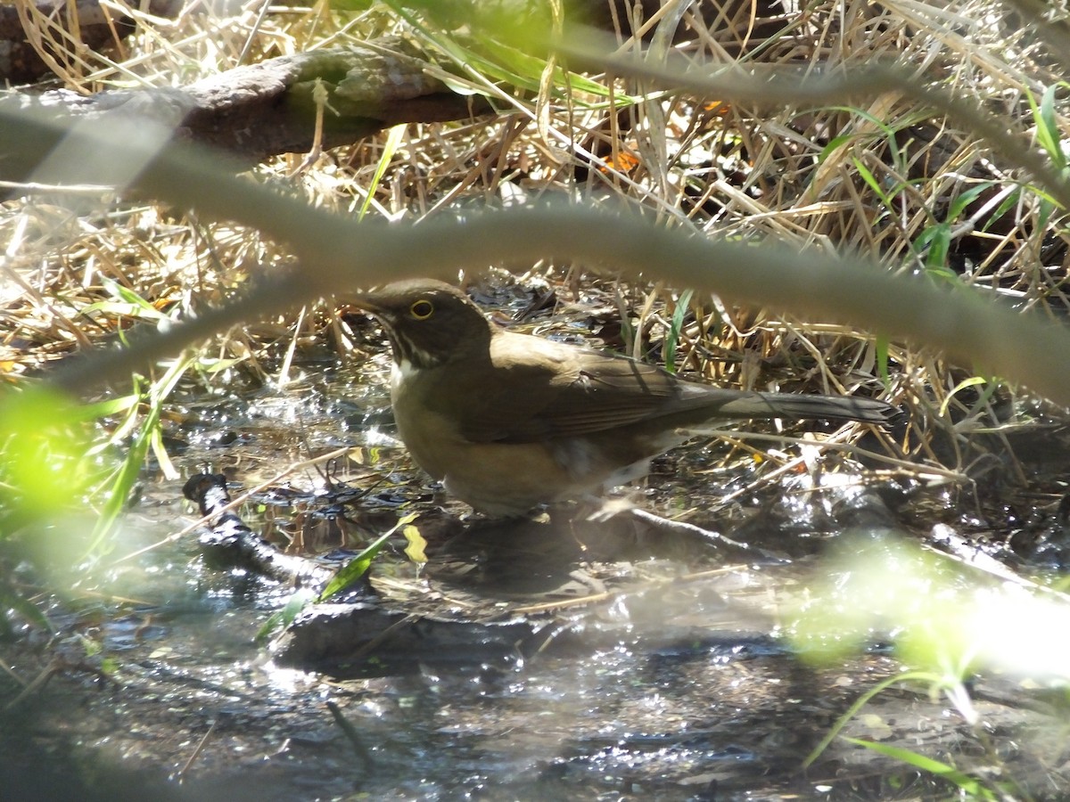 White-throated Thrush - ML83397971