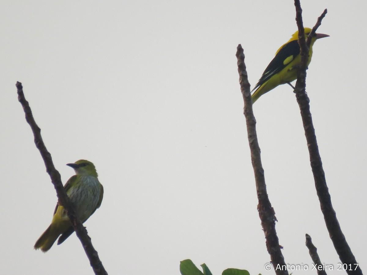 Indian Golden Oriole - Antonio Xeira