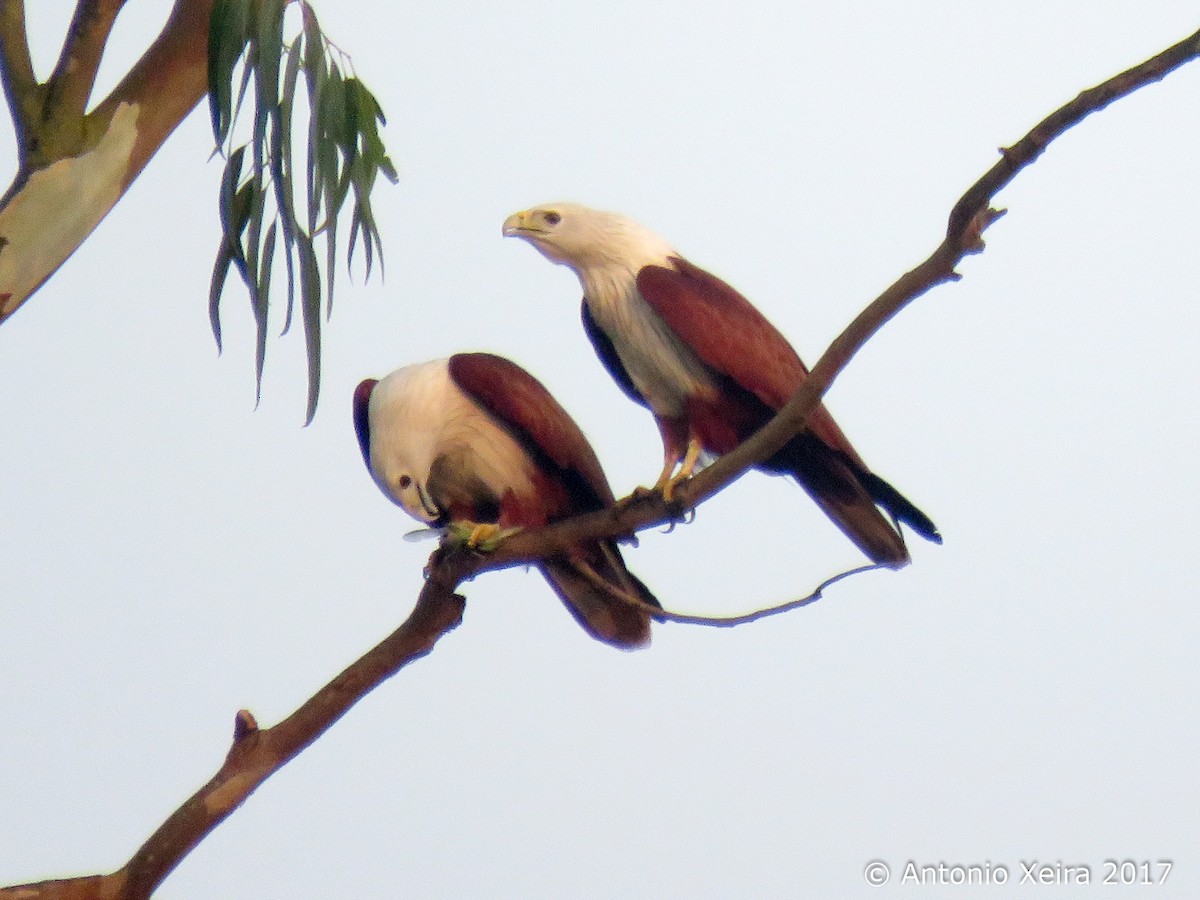 Brahminy Kite - ML83398161