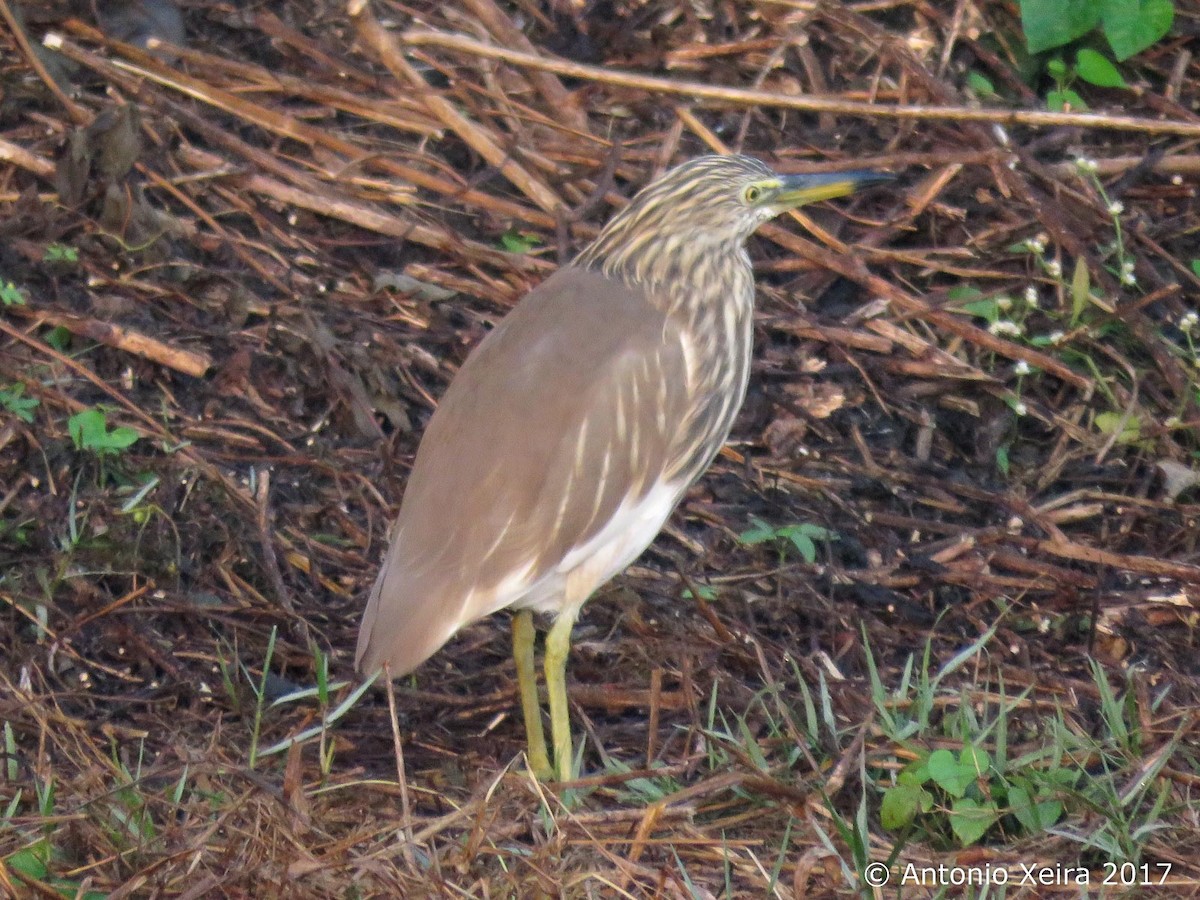 Indian Pond-Heron - ML83398191