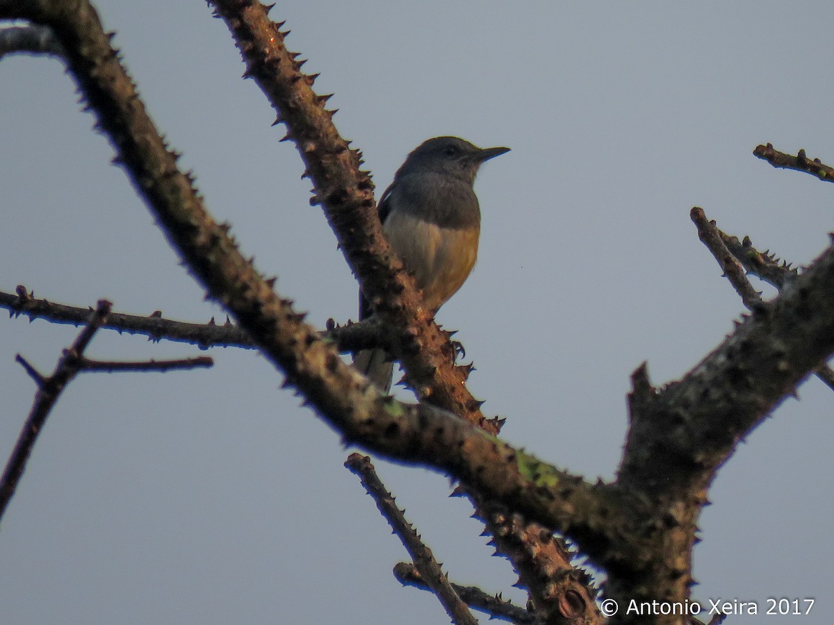 Oriental Magpie-Robin - ML83398251