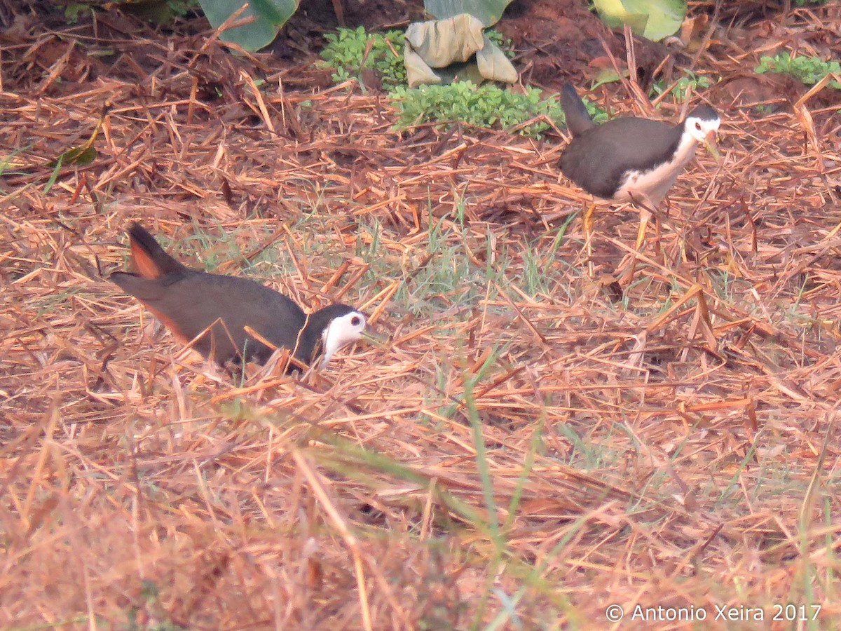 White-breasted Waterhen - ML83398391