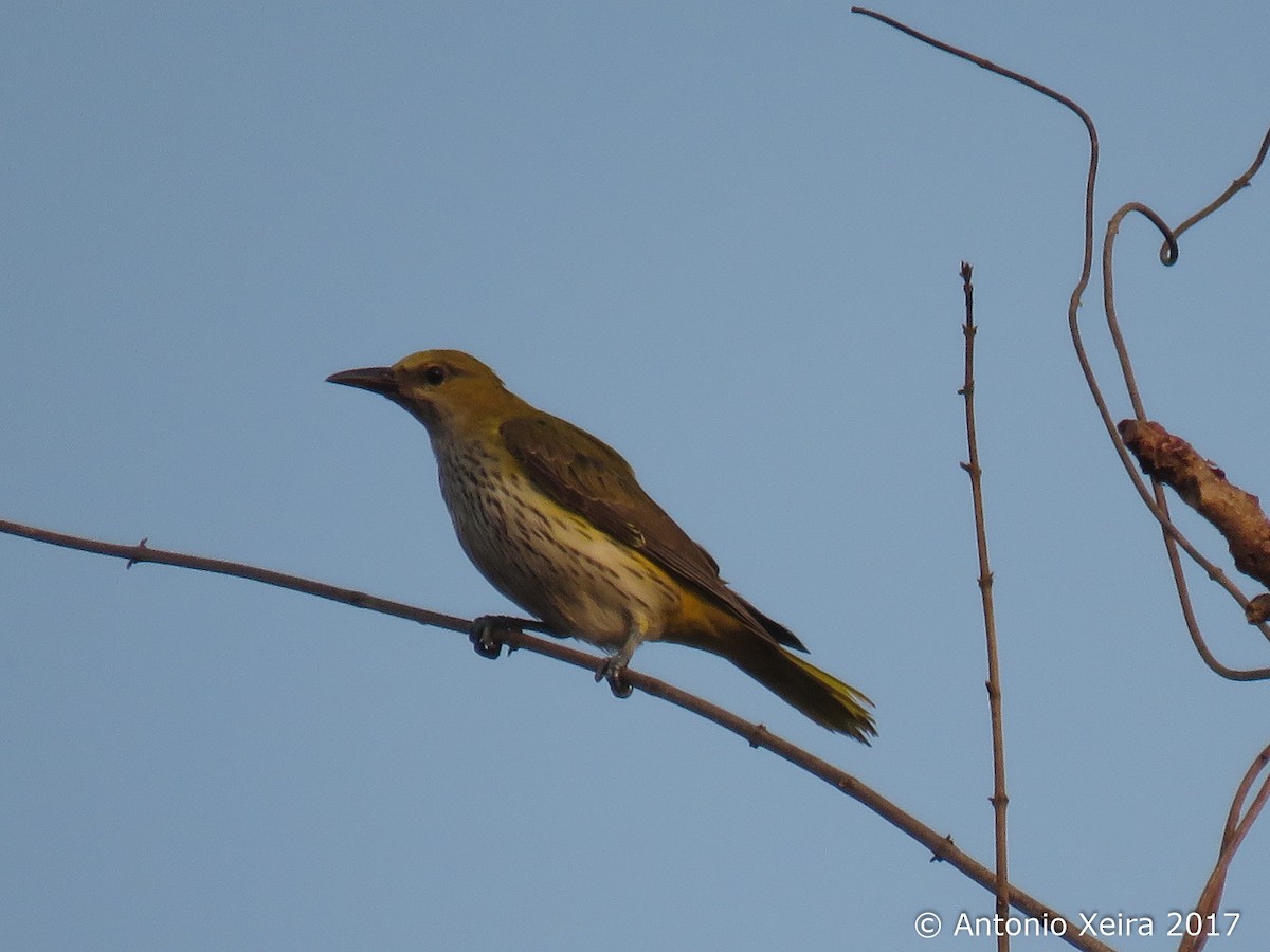 Indian Golden Oriole - Antonio Xeira