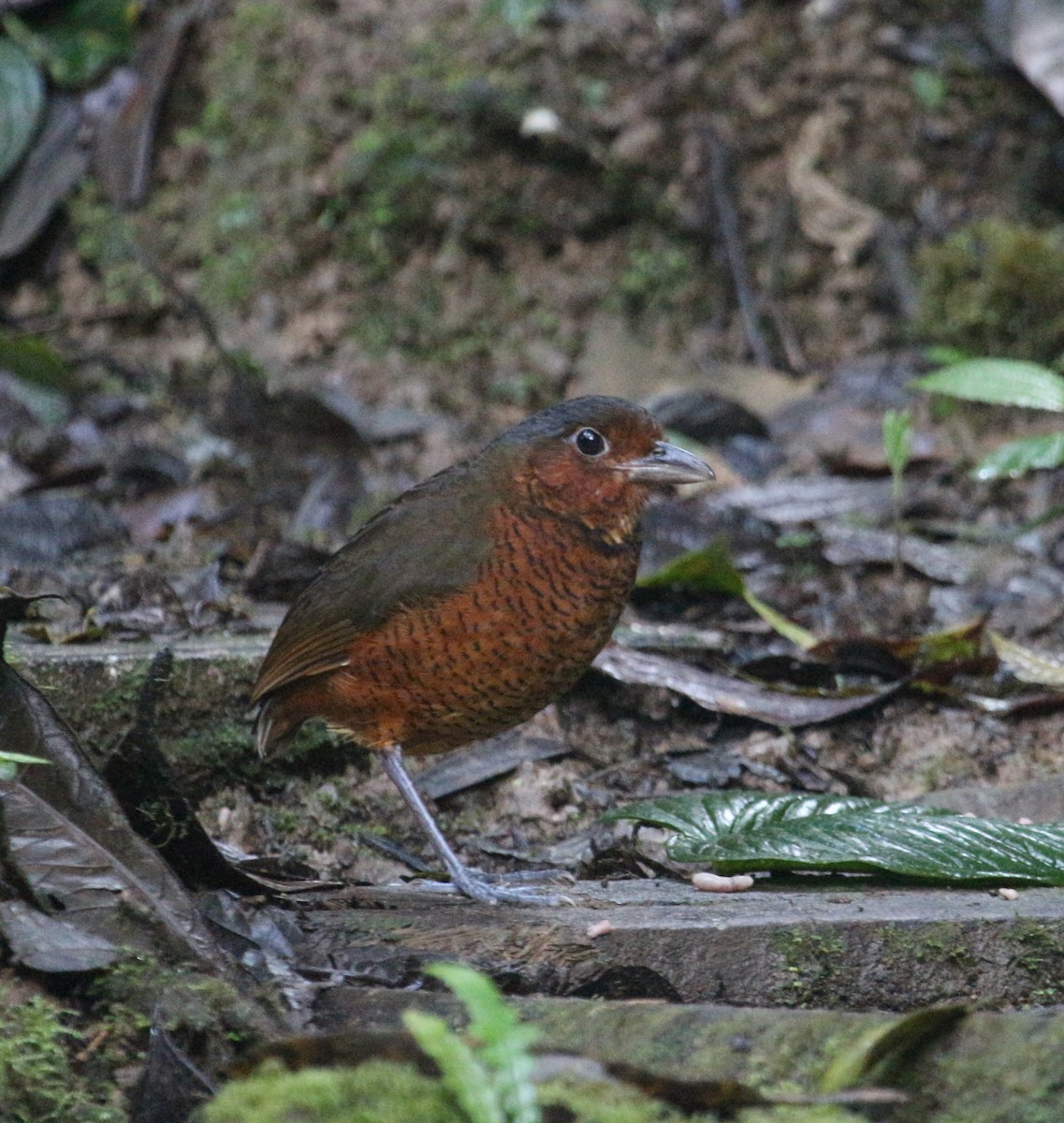 Giant Antpitta - ML83399251