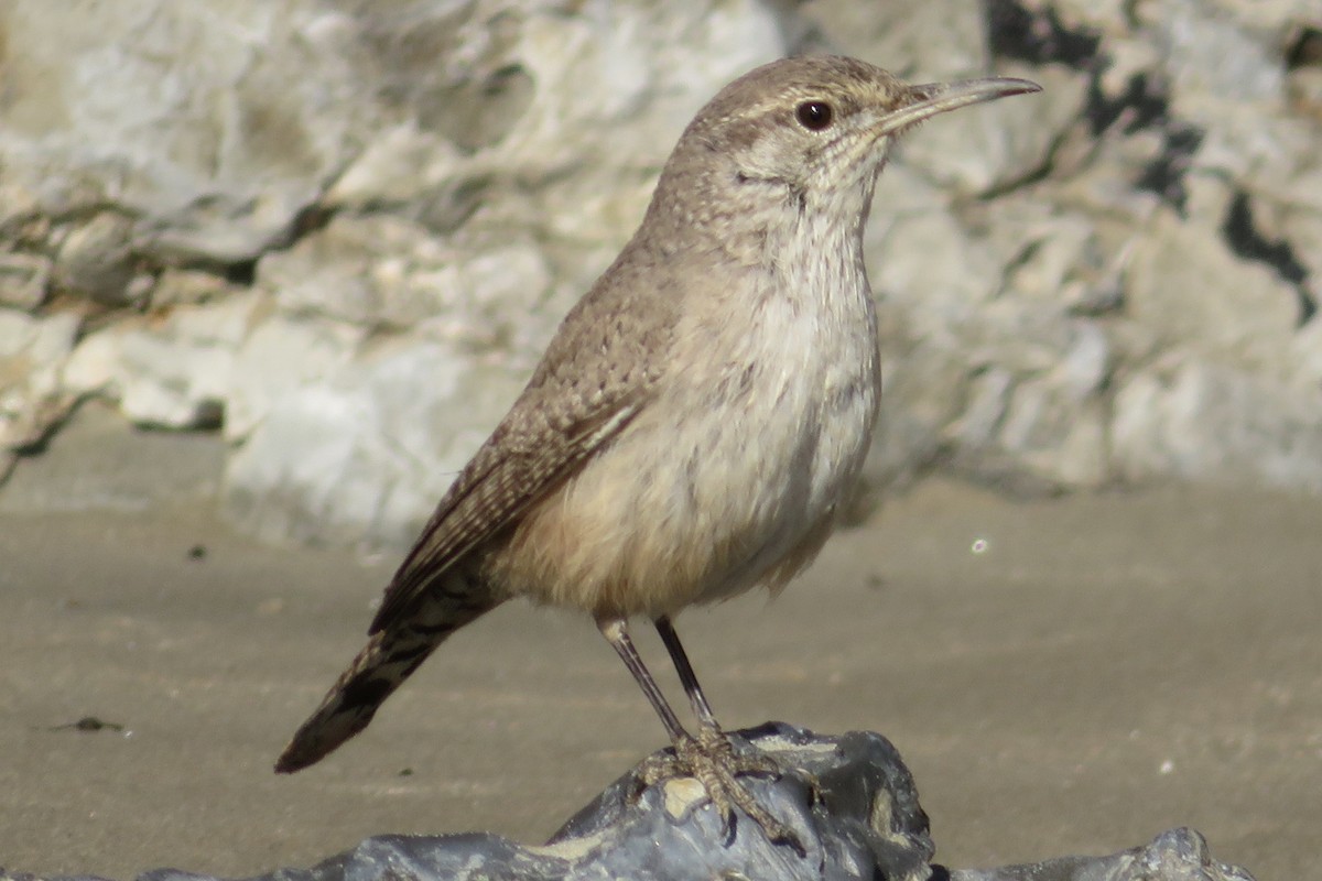 Rock Wren - ML83399491