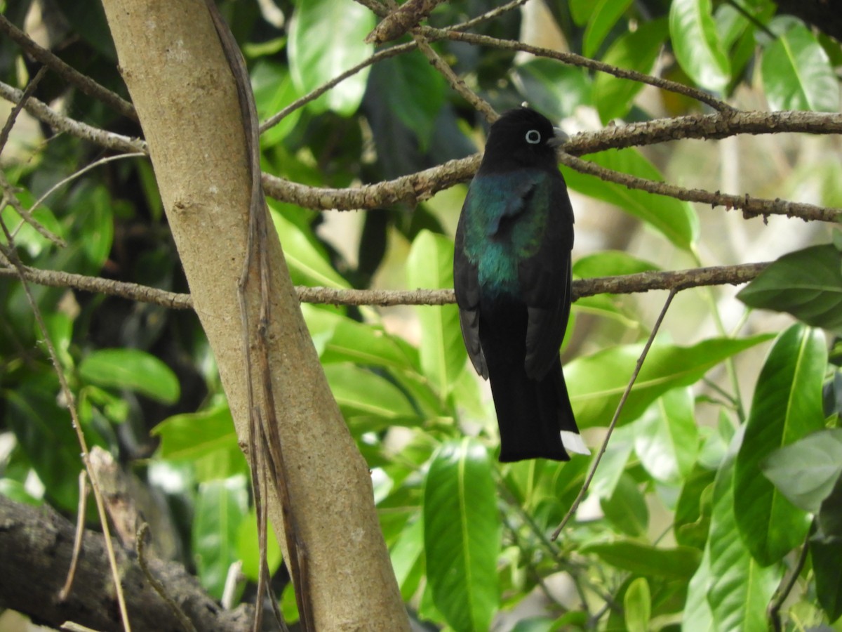 Black-headed Trogon - Karla Treinen