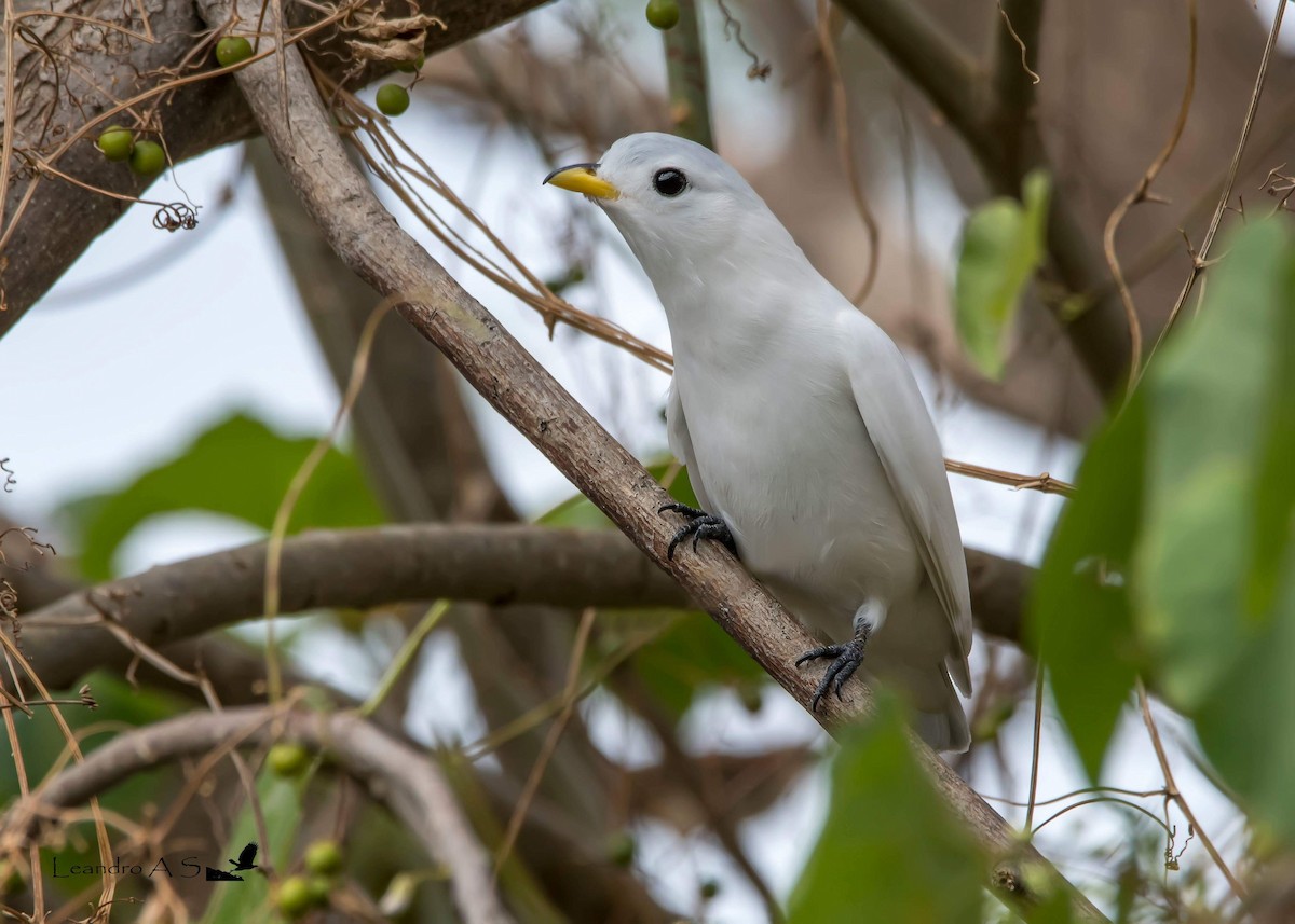 Yellow-billed Cotinga - Leandro Arias