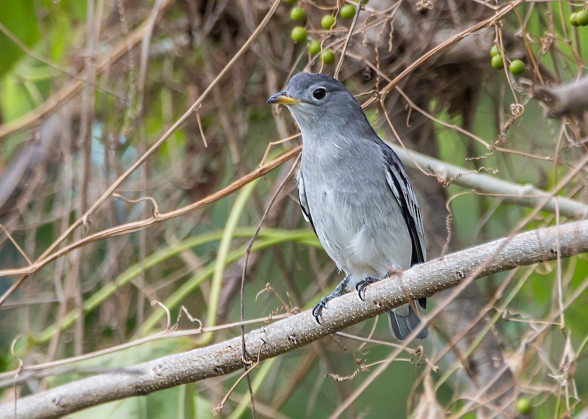 Yellow-billed Cotinga - Leandro Arias