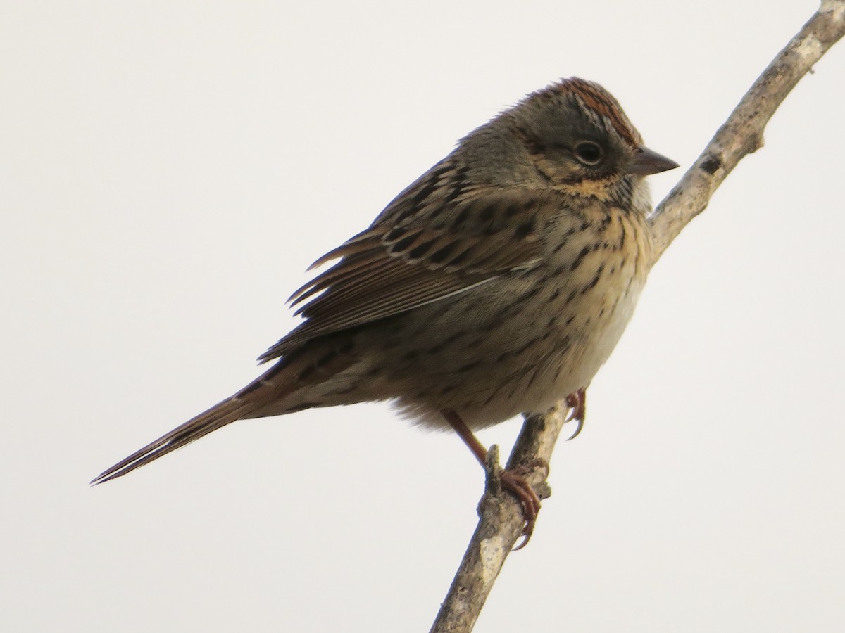 Lincoln's Sparrow - ML83400011