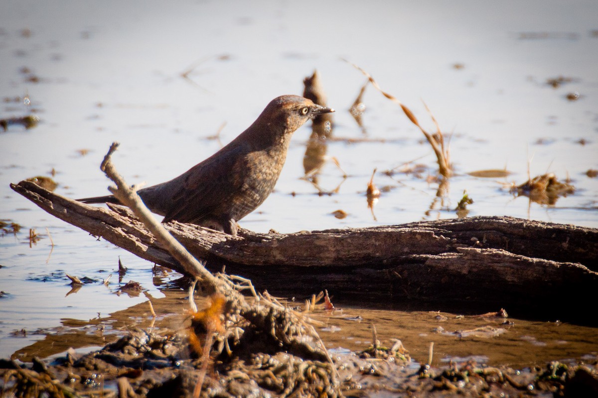 Rusty Blackbird - ML83400121