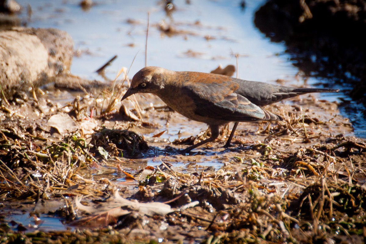 Rusty Blackbird - ML83400141