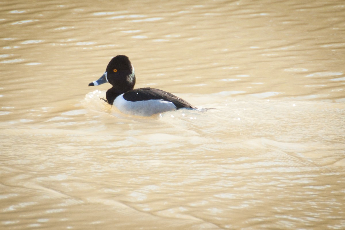 Ring-necked Duck - ML83400221