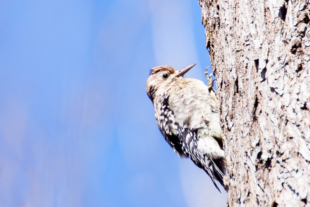 Yellow-bellied Sapsucker - ML83400271