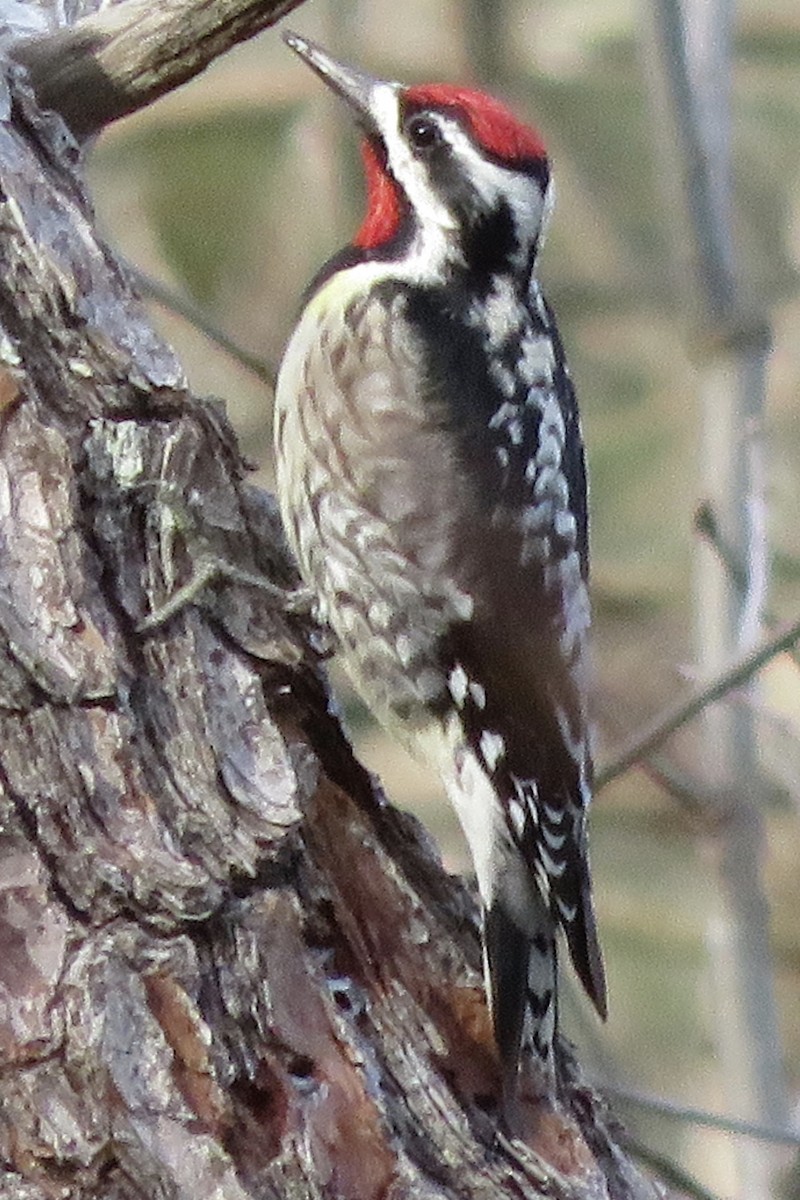 Yellow-bellied Sapsucker - ML83400571