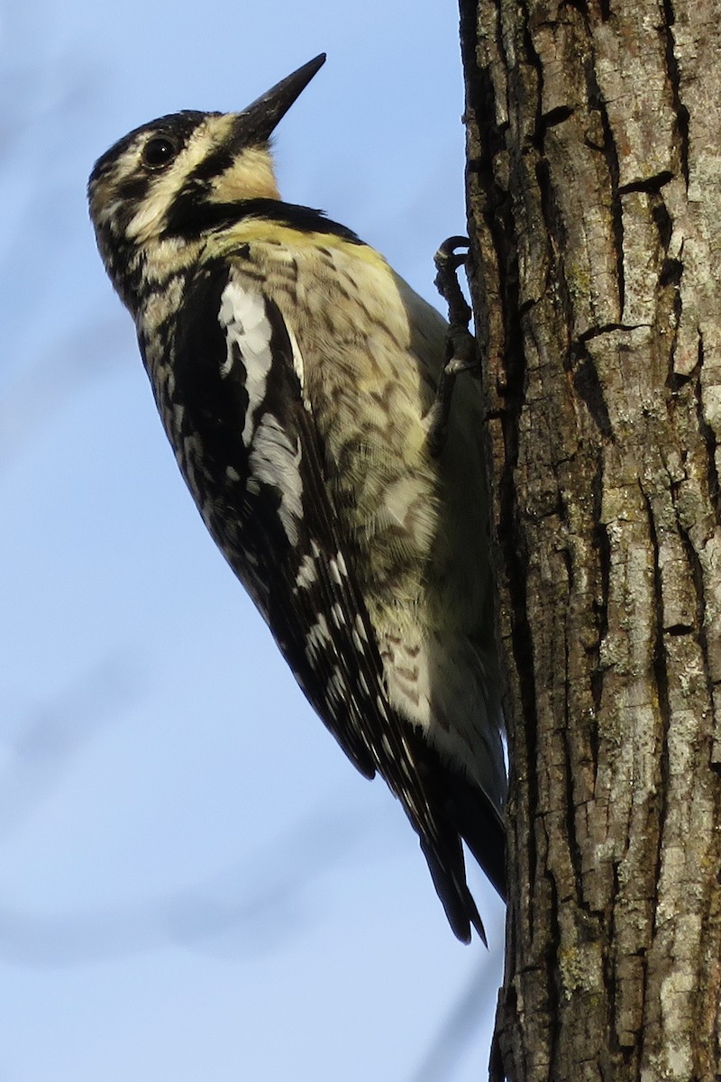 Yellow-bellied Sapsucker - ML83400591