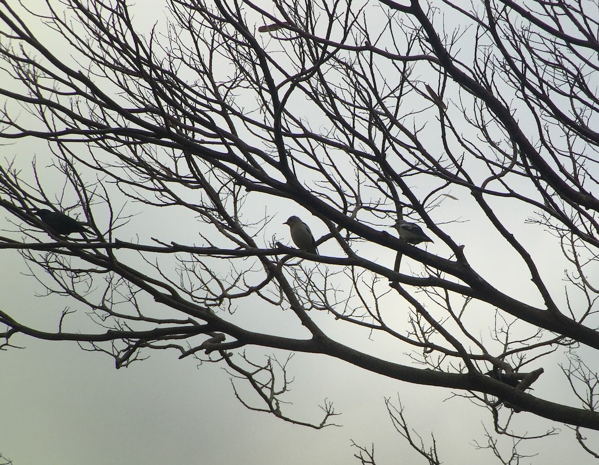 Daurian Starling - ML83400801