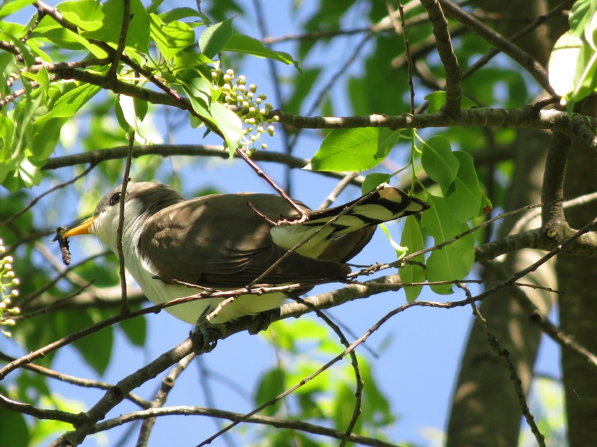 Yellow-billed Cuckoo - ML83400951