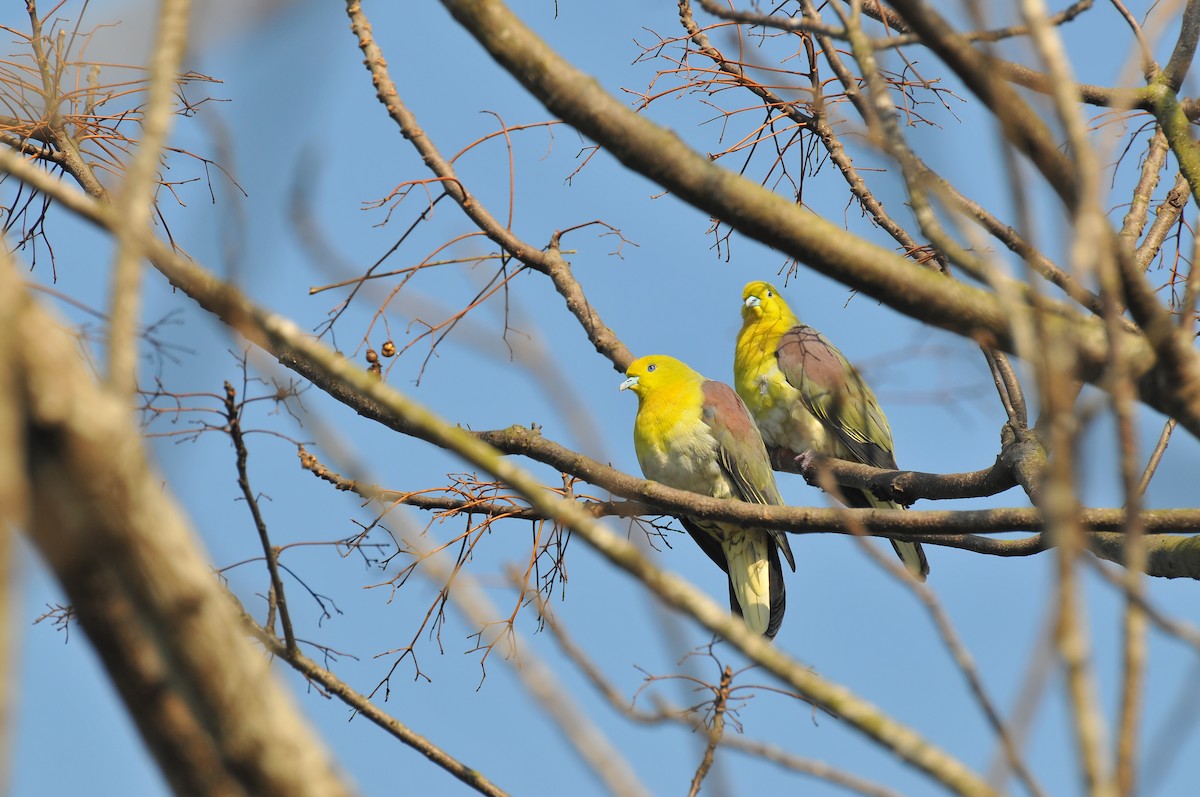 White-bellied Green-Pigeon - ML83401121