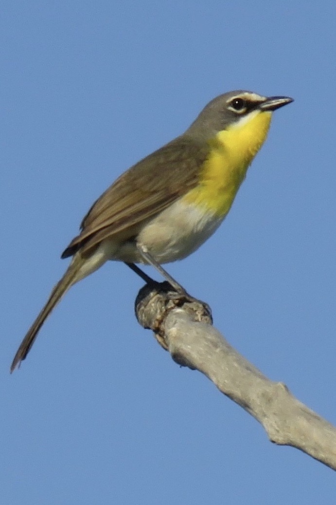 Yellow-breasted Chat - ML83401581