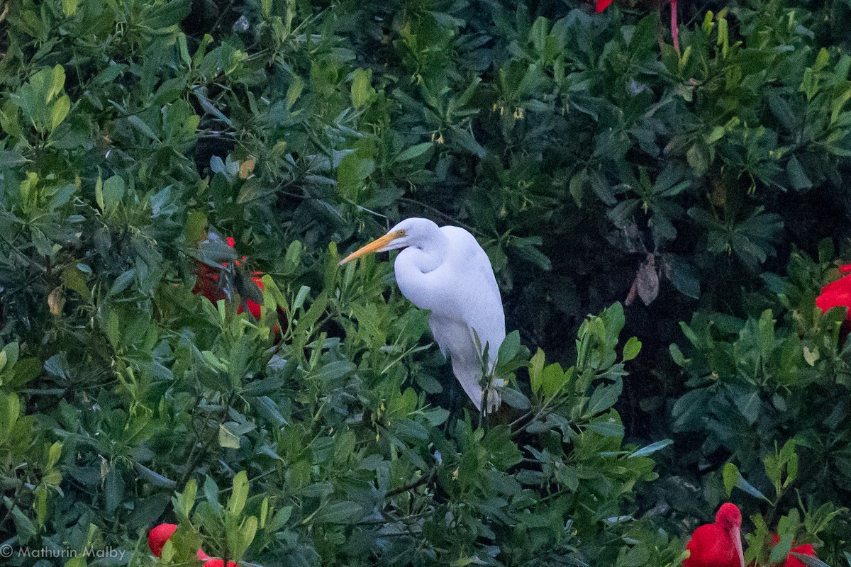 Great Egret - Mathurin Malby