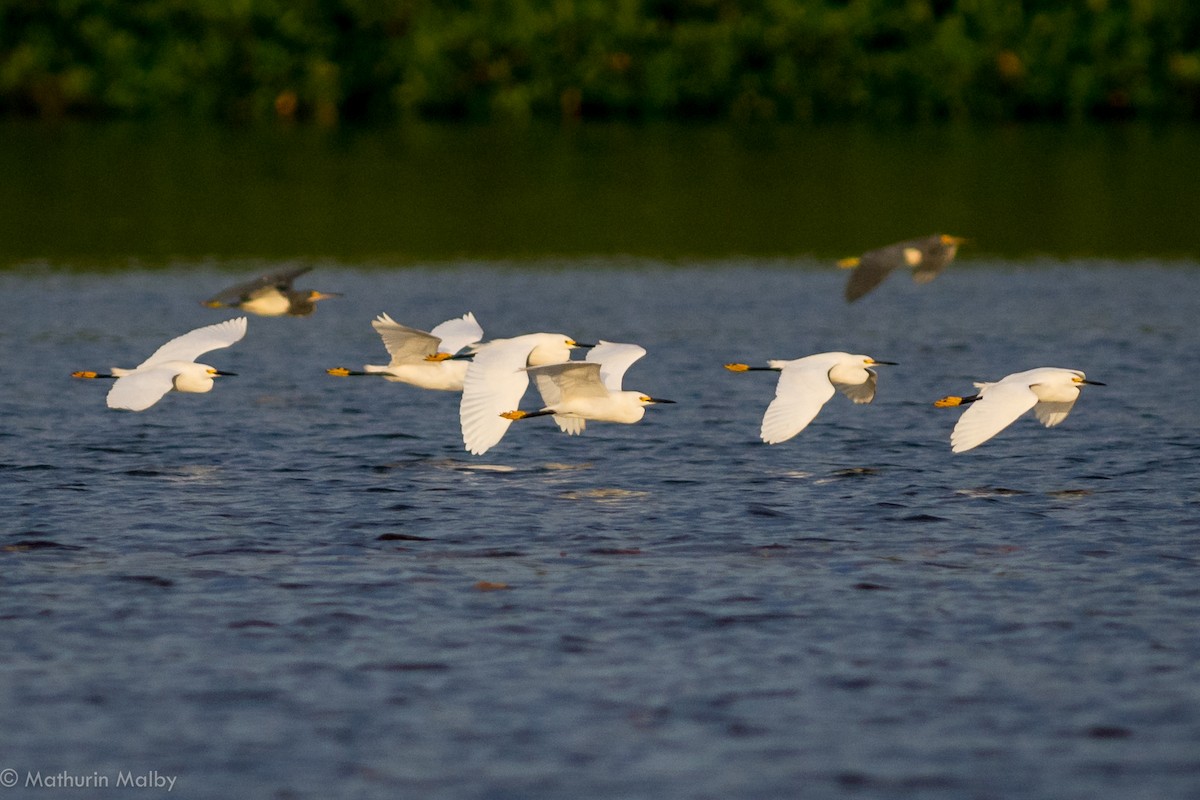 Snowy Egret - ML83401691