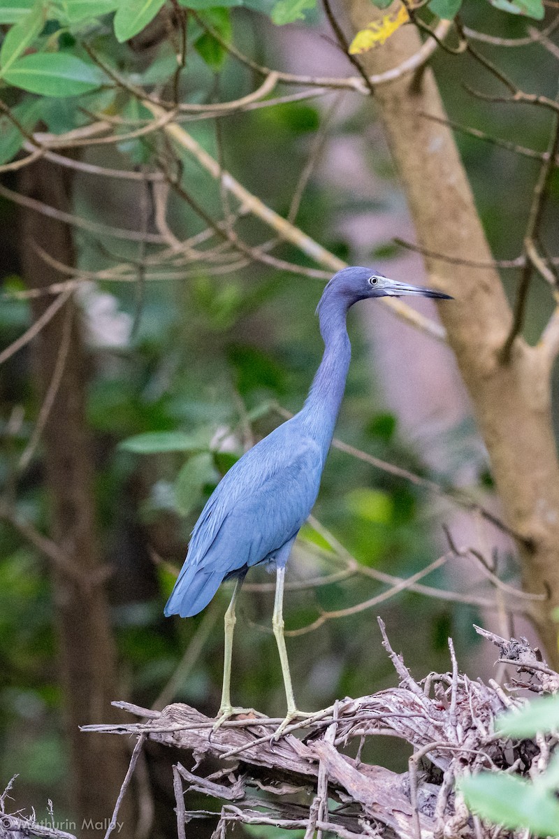 Aigrette bleue - ML83401731