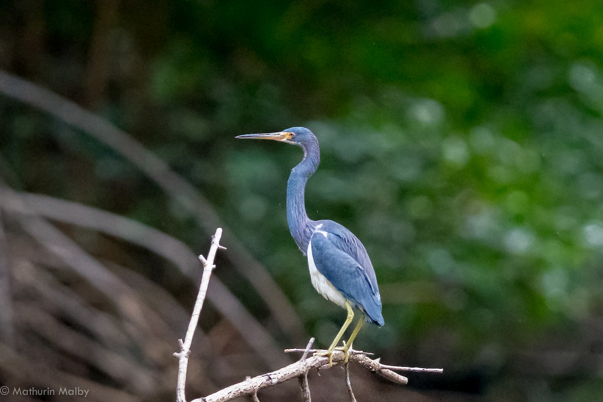 Tricolored Heron - ML83401771