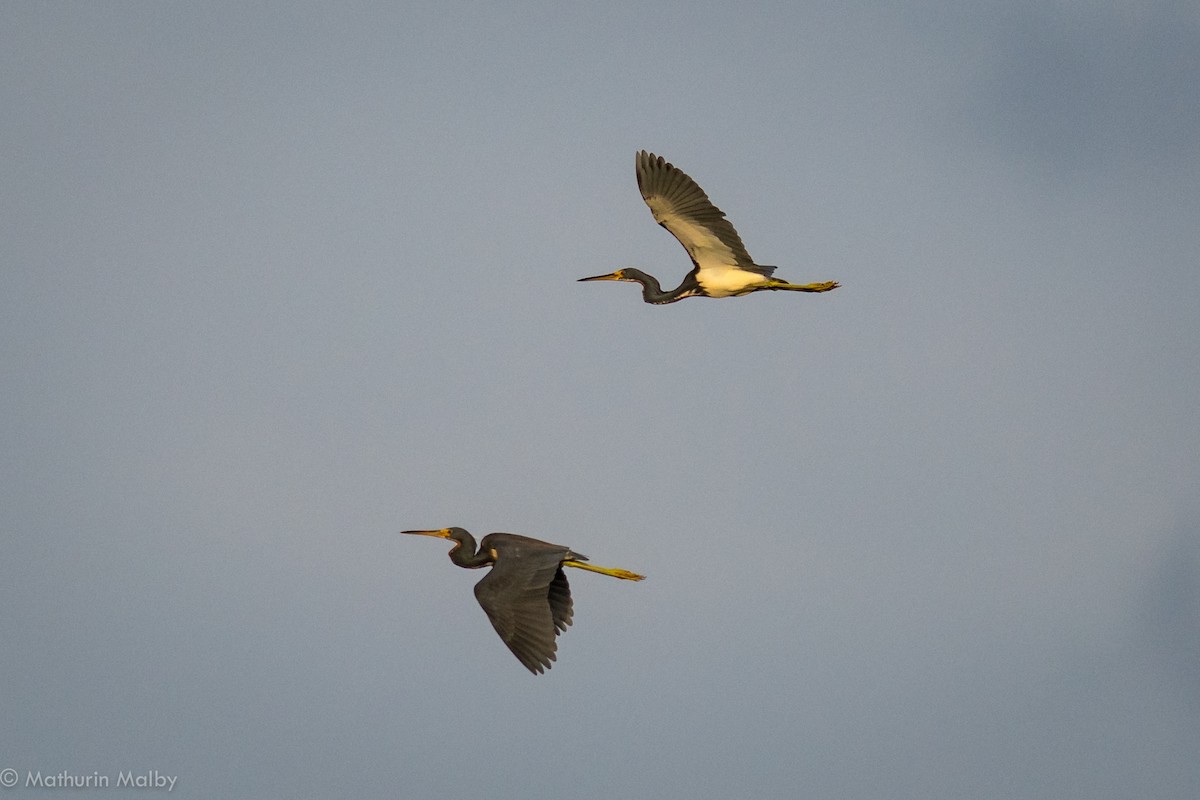 Tricolored Heron - ML83401781