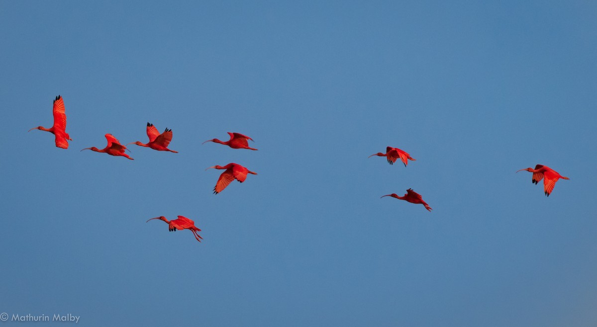 Scarlet Ibis - ML83401831